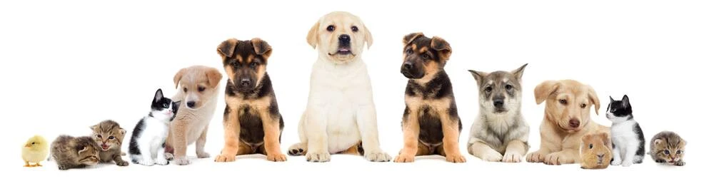 Huisdieren verhuizen