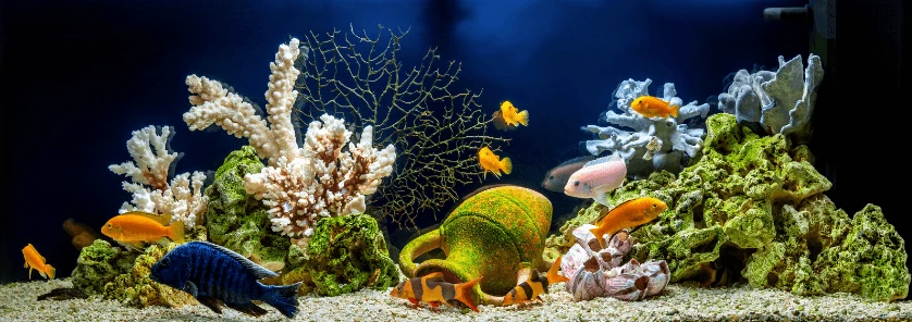 Aquarium verhuizen met Sirelo